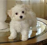 Top Quality Maltese Puppies For X-Mas