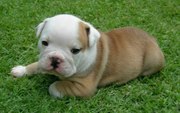 Cute Affectionate and Outstanding English Bulldog puppies ready for Ad