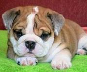 cute and adorable English bulldog puppies out for adoption 