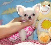 Chihuahua Puppies for adoption