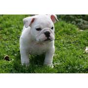  English Bulldog Puppies For Adoption