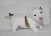 Jack Russell Terrier Puppies For Adoption