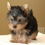 Super TeaCup Yorkie Puppies For Adoption