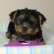 Affectionate Teacup Yorkie Puppies For Free Adoption