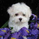 Teacup Male And Female Maltese Puppies For A Home