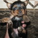 Two (WELL TRAINED) Teacup Yorkie Puppies For Adoption