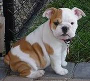 lovely and affectionate bulldog puppies for adoption 