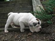 Cute Baby English Bulldog puppies waiting for a new home
