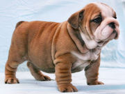 Top Quality English Bulldog Puppies Available For Adoption(Xmas)